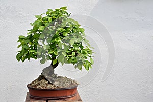 Green broad leaved bonsai tree in sunshine on white background