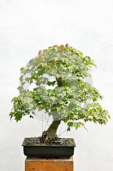 Green broad leaved bonsai tree in sunshine on white background