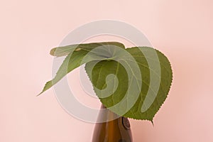 Green broad leaves with a bottle on a pink background . The naturalness photo