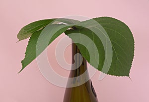 Green broad leaves with a bottle on a pink background . The naturalness