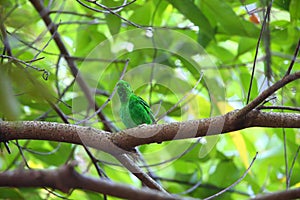 Green Broadbill