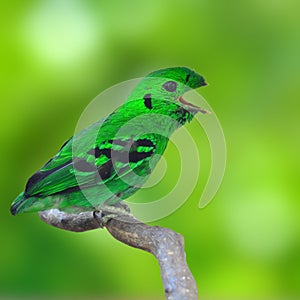 Green Broadbill Bird photo