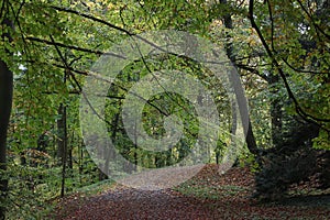 Green broadleaf forest with foliage covered ground.