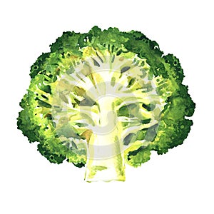 Green broccoli cut in half isolated, fresh vegetable, close-up. Organic vegetarian food, natural ingredient, package