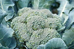 Green broccoli taken in close-up, the plant is intended for food