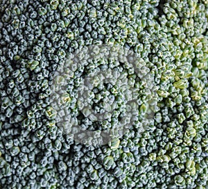 Green Broccoli texture in white background