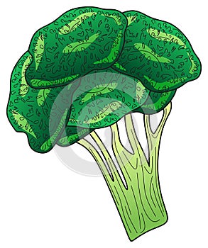Green broccoli vector drawing on isolated white background