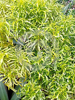 Green brocolli tree in the yard