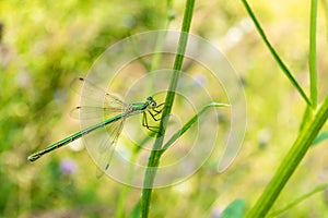 A green-bronze beautiful dragonfly sits on a blade of grass. Photo flying insect close-up.