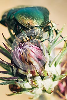 green bronze beetle eating a flower bud sitting on it on a hot day