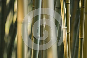 Green and brown Bamboo detail