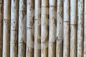 Green and brown Bamboo fence