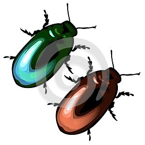 Green and brown beetle on a white background