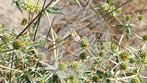 Green and brown butterfly on a cactus, Lerida, Spain, Europe