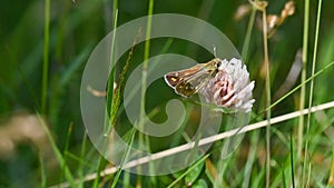 green and brown colored butterfly Hesperia comma sitting on white flower in the mountains photo