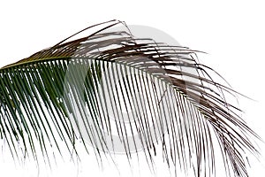 Green and brown colors of coconut leaves on white isolated background