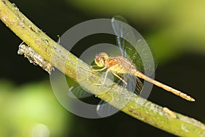Green and Brown Dragonfly Next to Exoskeleton photo