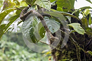 Green and Brown Eyelash Viper in a Tree