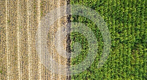 Green and brown field divided in half. Aerial view rows of soil before planting.Sugar cane farm pattern in a plowed field prepared