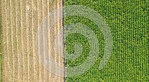 Green and brown field divided in half. Aerial view rows of soil before planting.Sugar cane farm pattern in a plowed field prepared