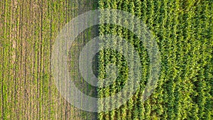 Green and brown field divided in half. Aerial view rows of soil before planting.Sugar cane farm pattern in a plowed field prepared