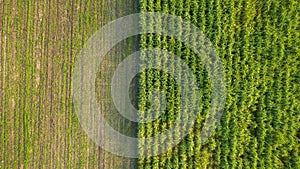 Green and brown field divided in half. Aerial view rows of soil before planting.Sugar cane farm pattern in a plowed field prepared