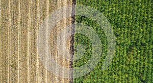 Green and brown field divided in half. Aerial view rows of soil before planting.Sugar cane farm pattern in a plowed field prepared