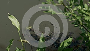 Green brown frog seat in pond water, swamp vegetation
