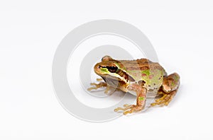 Green and brown frog on white background