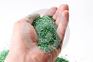 Green and brown grass seeds in the hand for a hardy garden lawn. Isolated on white