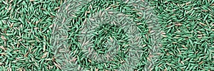 Green and brown grass seeds for a hardy garden lawn. Panoramic background