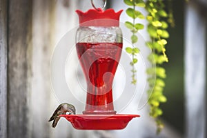 Green and brown hummingbird drinking bright red nectar in a porch feeder