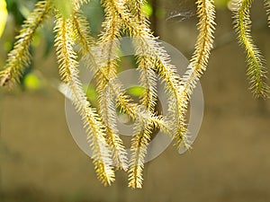 Green and brown huperzia squarrosa fern leaves in nature garden