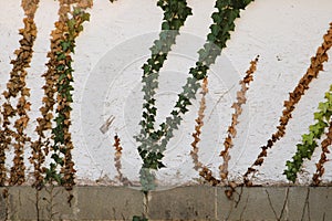 Green and brown ivy vines on white wall