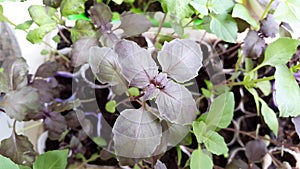 Green and brown leaves of basil seedlings for gardening