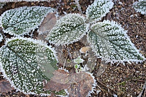 Green and brown leaves in frost on cold ground. Winter forest. Frozen plants closeup.