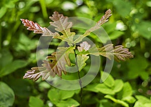 Green-brown leaves of a young oak