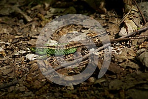 Green and brown lizard from the beech forest