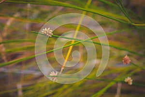 Green, brown nature; gentl  relaxation grass lea