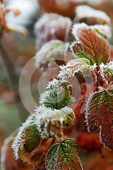 Green and brown raspberry leaves covered frost in late autumn