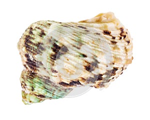 Green and brown spotted conch of whelk mollusc