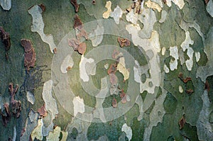 Green and brown sycamore tree bark close-up. Khaki