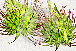 green-brown Velcro seeds with barbs