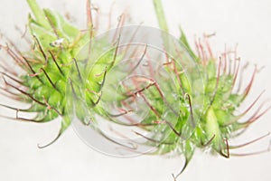 Green-brown Velcro seeds with barbs