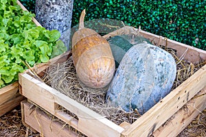 Green and brown winter melon in a wooden box with vegetables still life background