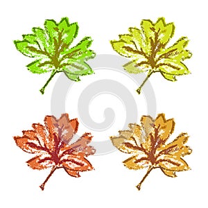 Green brown yellow red maple leaf isolated