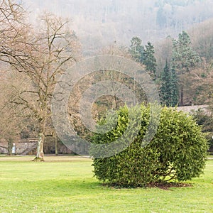 A green brush in the dry garden during winter season