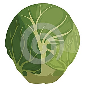 Green brussel sprout cartoon vector illustration of vegetables