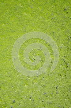 Green bubbles on green wate