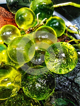 An green bubless for wallpaper